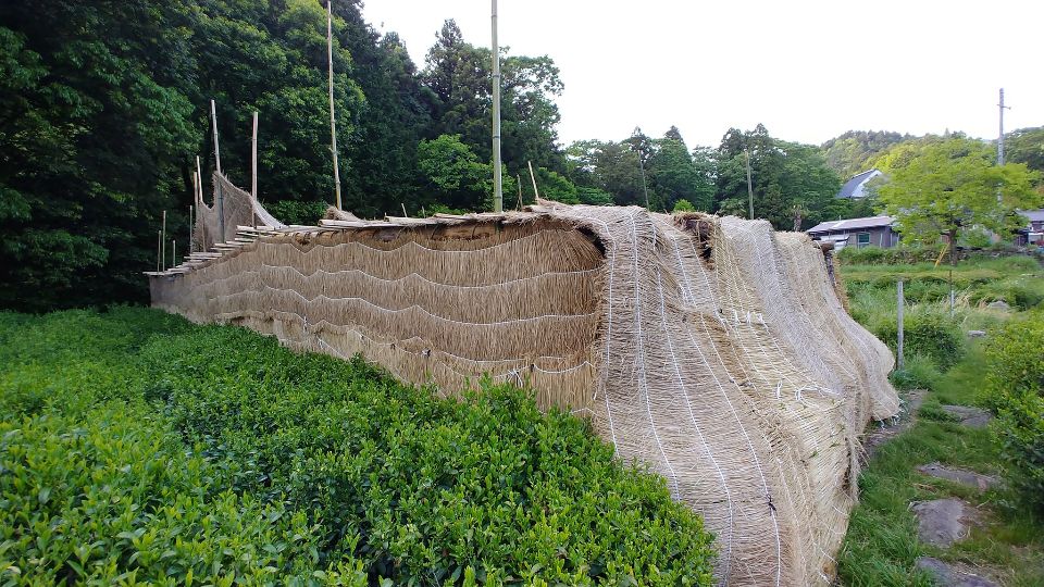 Honzu, Hon Matcha, Hon Gyokuro Shading