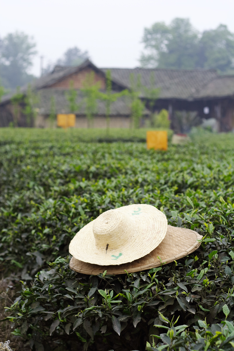 Meng Ding Shan Tea Field