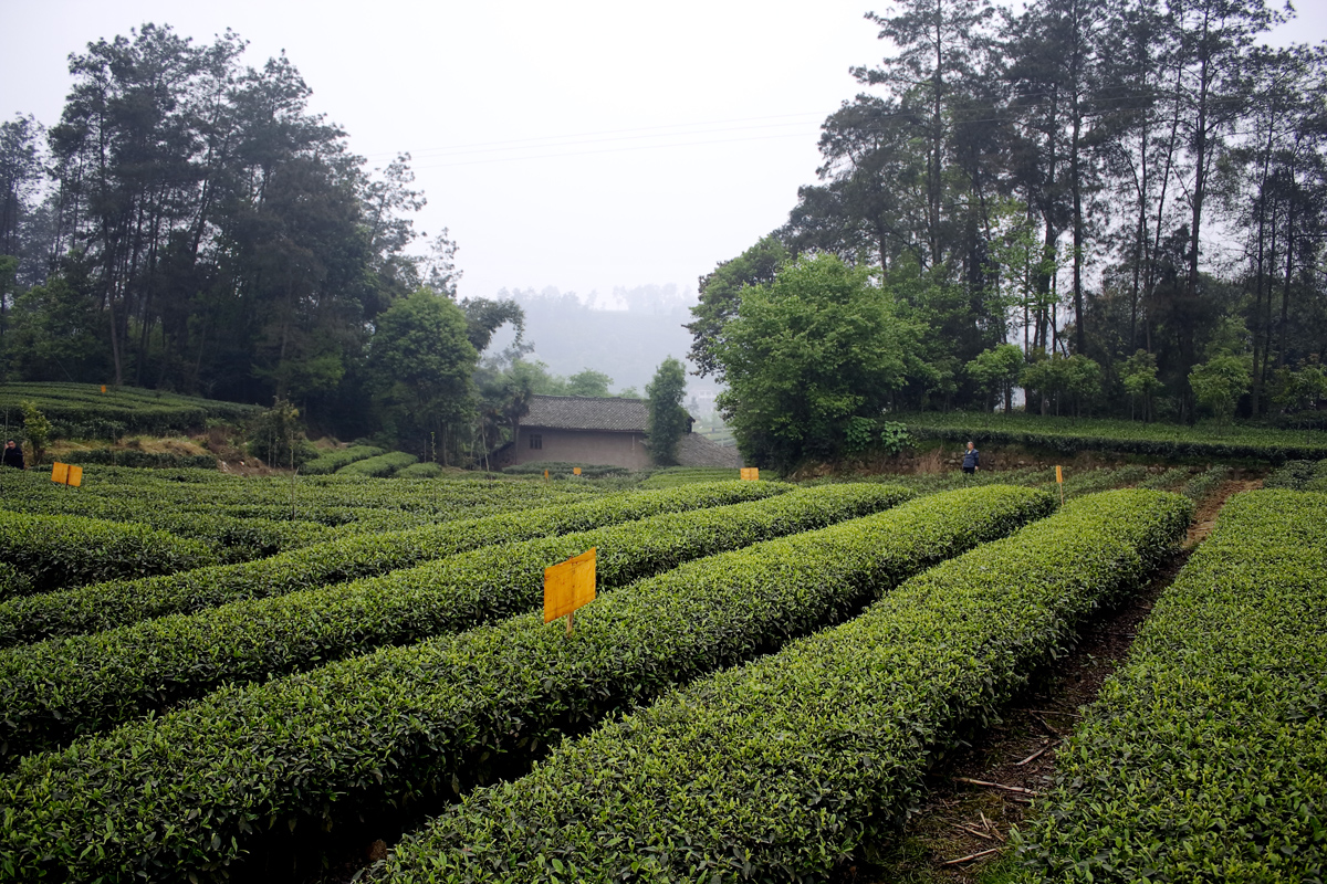 Meng Ding Shan Tea Plantation
