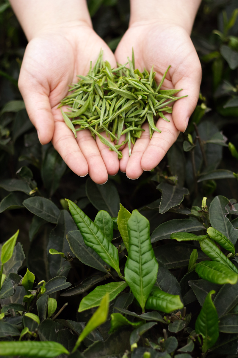 Meng Ding Shan Tea Harvest