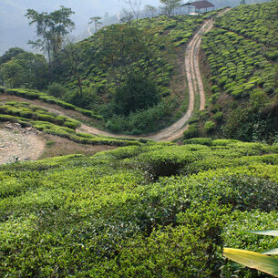 Darjeelingy, naši ranní pomocníci