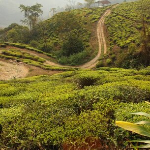 Čajové skvosty z Darjeelingu