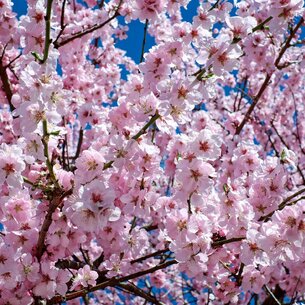 Sakura – keď sa Japonsko na chvíľu zastaví