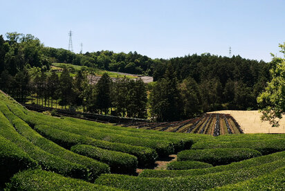 Pestovanie v tieni - Kabusecha, Gyokuro, Matcha