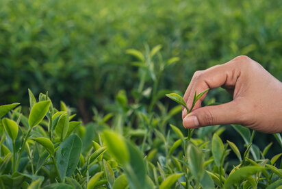 Kiwami (極) – vrchol dokonalosti japonského čaju