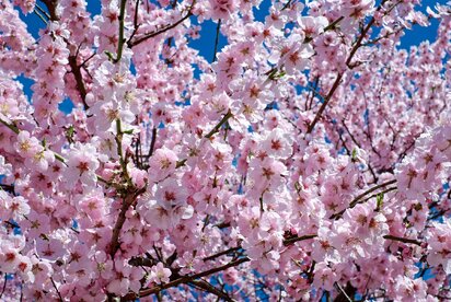 Sakura – keď sa Japonsko na chvíľu zastaví
