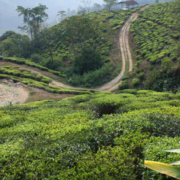 Darjeelingy, naši ranní pomocníci