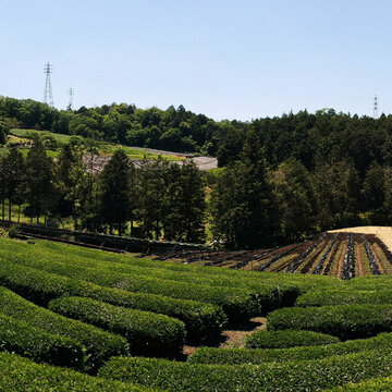 Pestovanie v tieni - Kabusecha, Gyokuro, Matcha