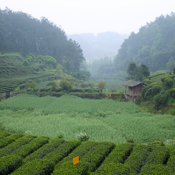 Cesta do pravlasti čaju (časť druhá)