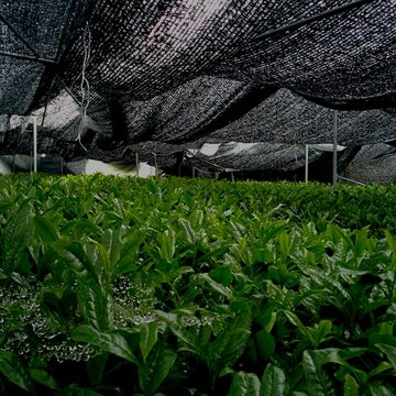 Gyokuro, Kabusecha a Matcha